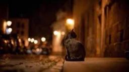 Skaven - The Night Of The Cats