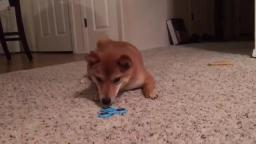 shibe doesnt like fidget spinner