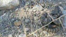 Southwestern speckled rattlesnake yuma arizona