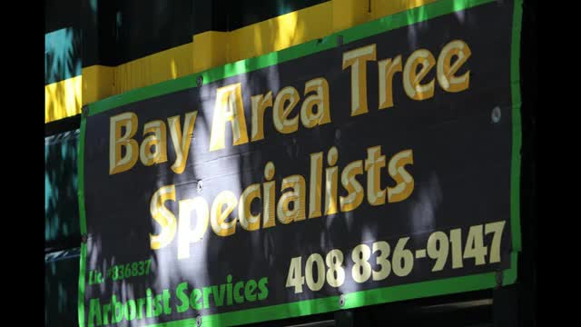 Commercial Tree Service in San Jose CA - Bay Area Tree Specialists (408) 836-9147