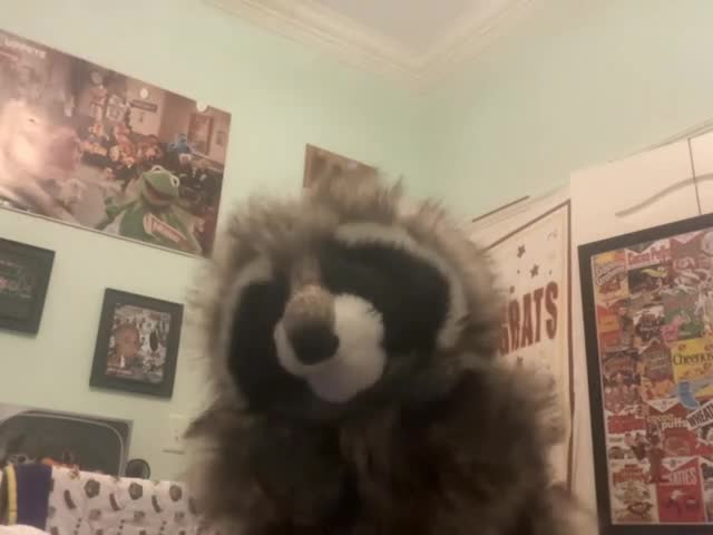 The raccoon’s top 5 reasons on why he hates animal hospital
