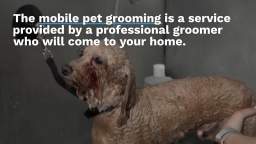 The Advantages of Mobile Pet Grooming Over Traditional Pet Grooming