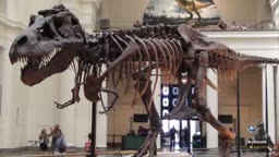 Los 10 Fósiles de Dinosaurios más Grandes - Loquendo
