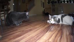 Talking Kitty Cat 61: Sylvesters Catnip Crisis
