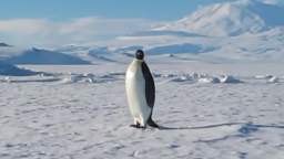 penguin