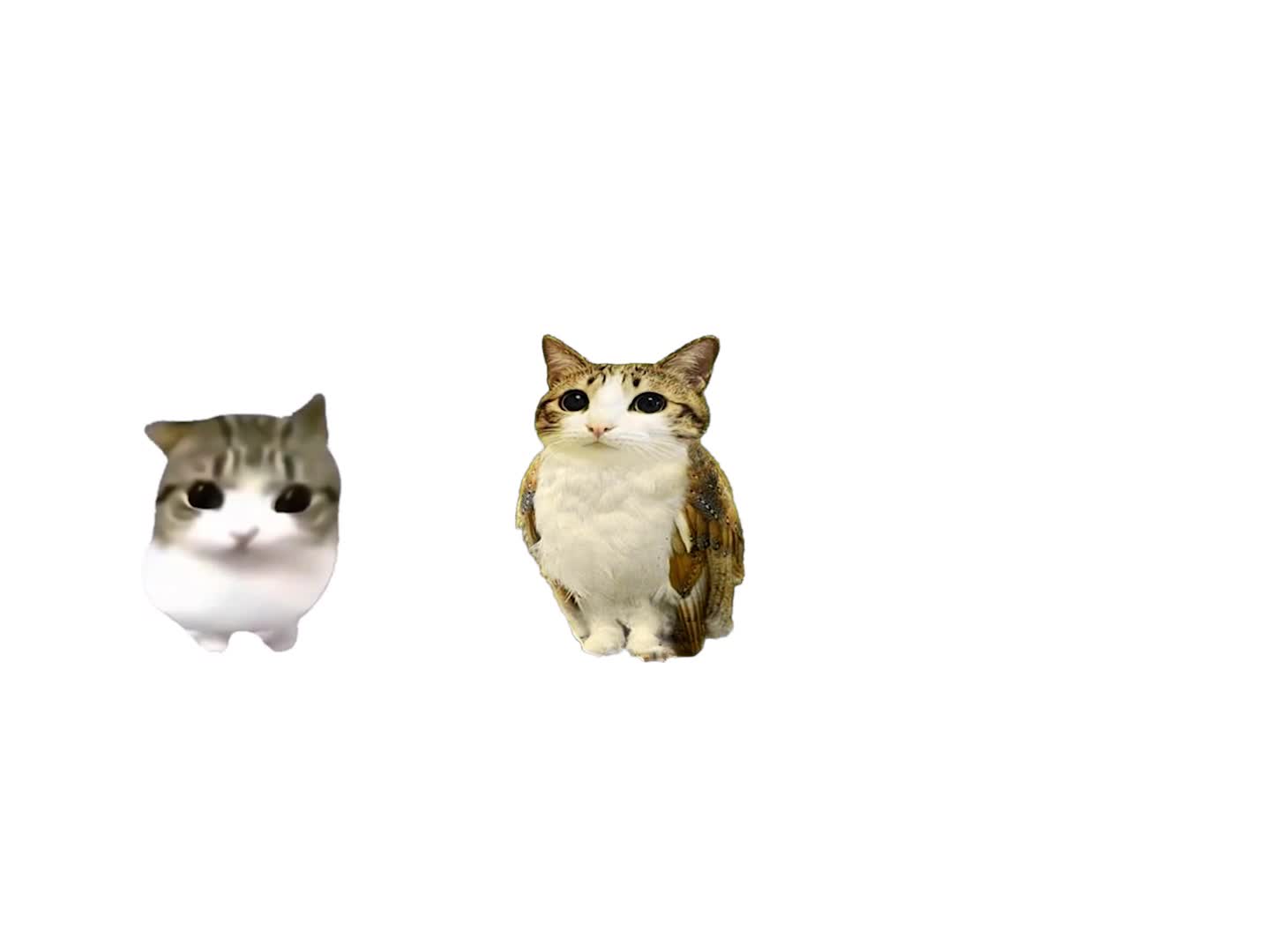 Terranova Cats meme