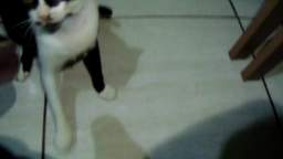 cat scared of hair dryer  ORIGINAL