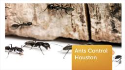 OCP Bed Bug Removal Houston TX