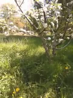 Der Spring Commander