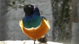 Superb Starling at Bird Park🐥