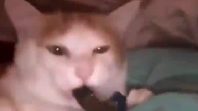 funny catso edit