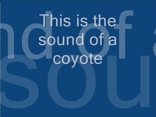 This is the sound of a coyote
