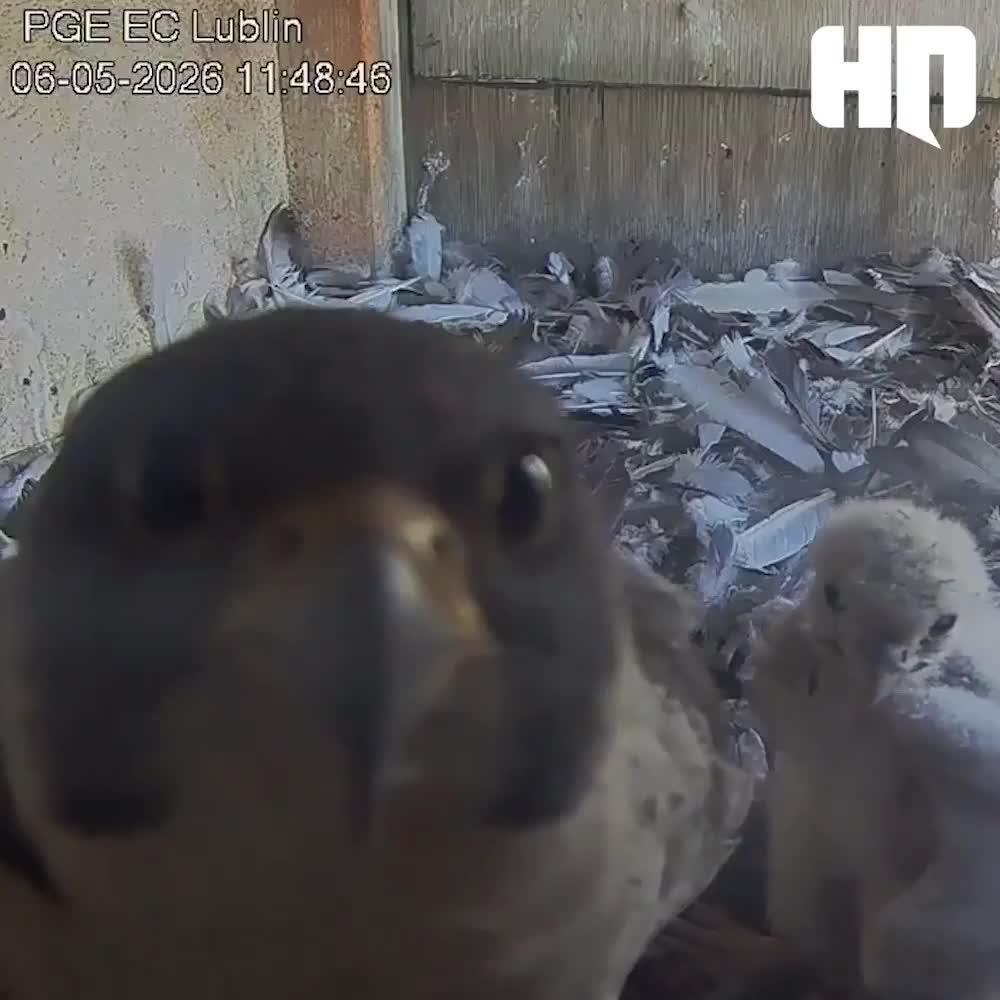 when you realize there are cameras in your home