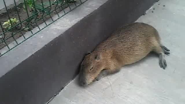 Personas interactuando con capibaras en el Gran 02