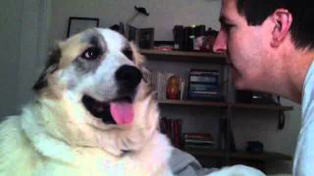 Dog sucker punches dude in the face Dog sucker punches dude in the face