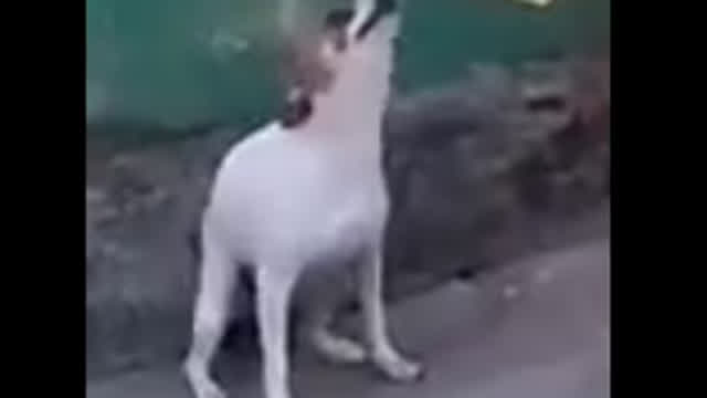 Chillido de Perro Remix