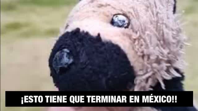 ¡Esto tiene que terminar en México!!