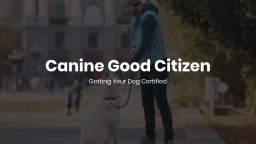Canine Good Citizen Getting Your Dog Certified