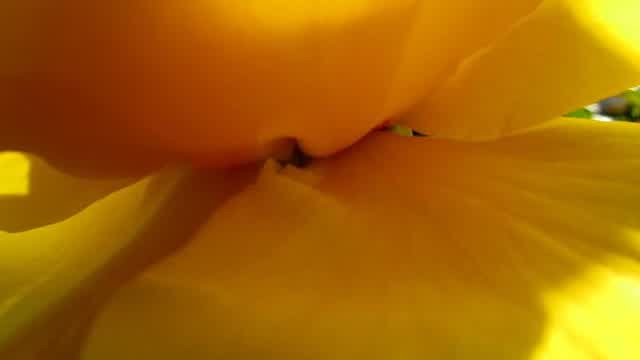 ZeroZed - Flowers (Side A)
