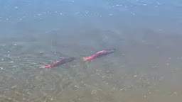 Pink salmon swimming
