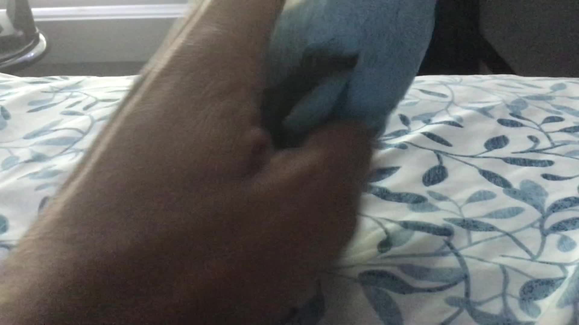 Larry and Dolphin roast people
