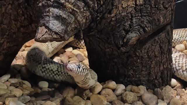 Anthony Giarrusso Reptiles 1