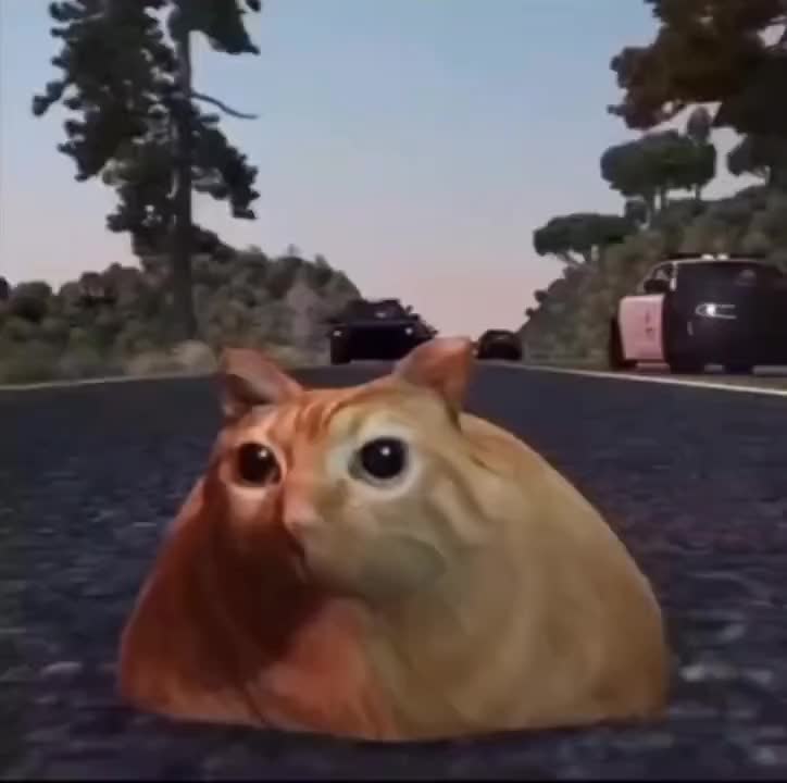 Cat Polizei