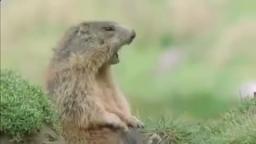 Funny beaver. HILARIOUS