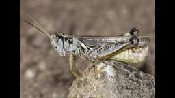 Tribute to grasshoppers and crickets