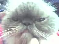 Бляяяяяяяяядь!