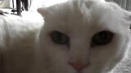Don't Pet this Kitty!