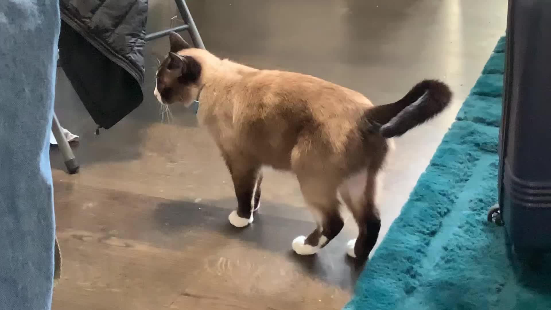 Penis cat makes bread then….