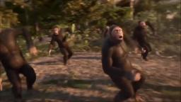 Gorillas Dancing