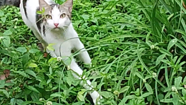 Um mongolóide observando um outro mongolóide na natureza