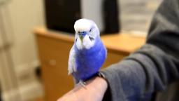 Blue Budgie sounds like R2D2