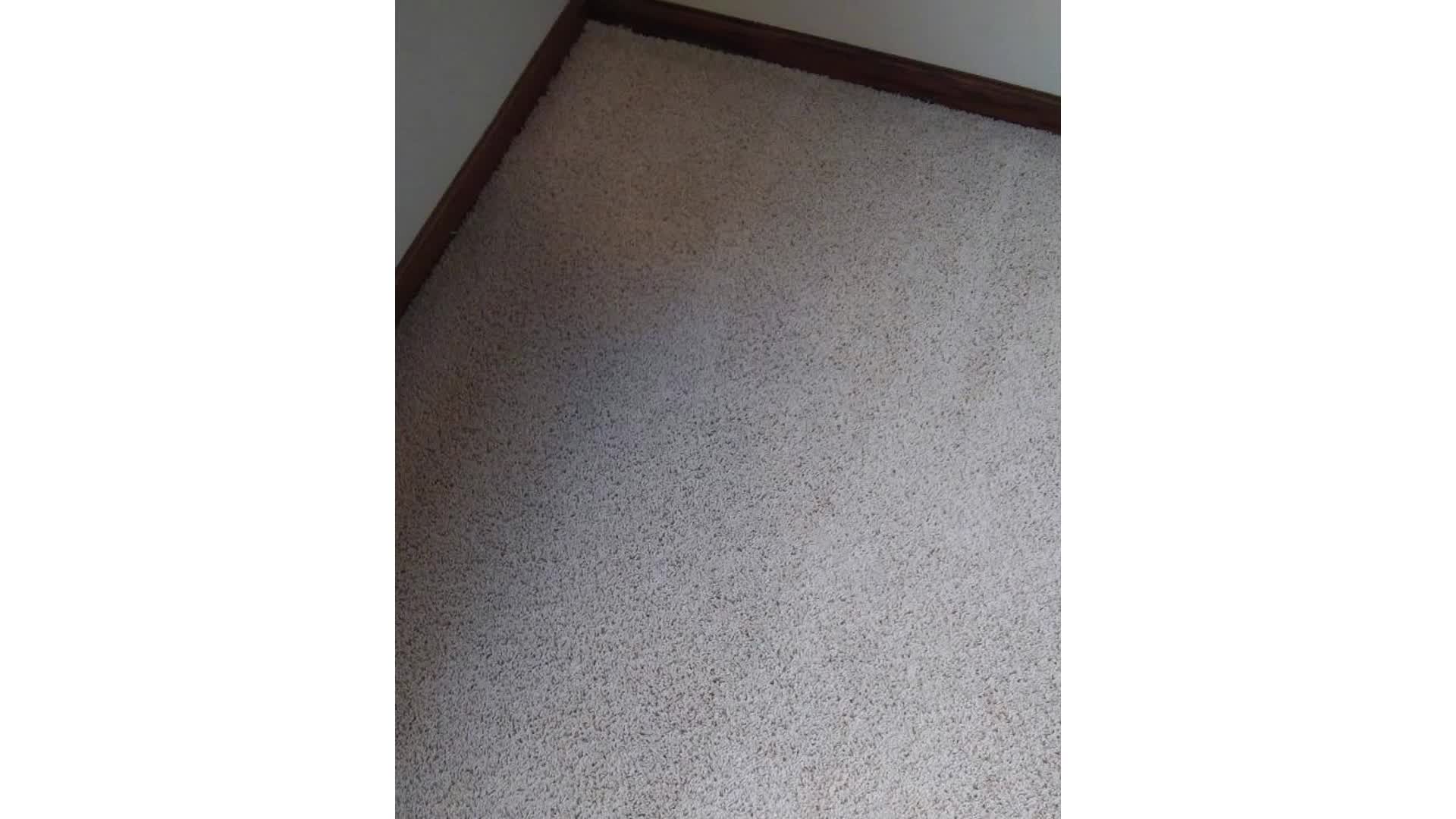 My Trusted Carpet Cleaners - Professional Rug Cleaning in Ham Lake, MN