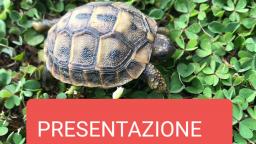 Presentazione ufficiale canale Vimeo