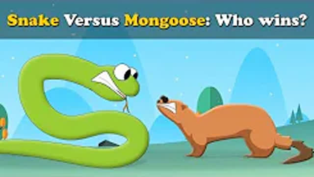 Snake vs Mongoose, who wins?
