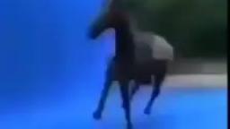 cavalo