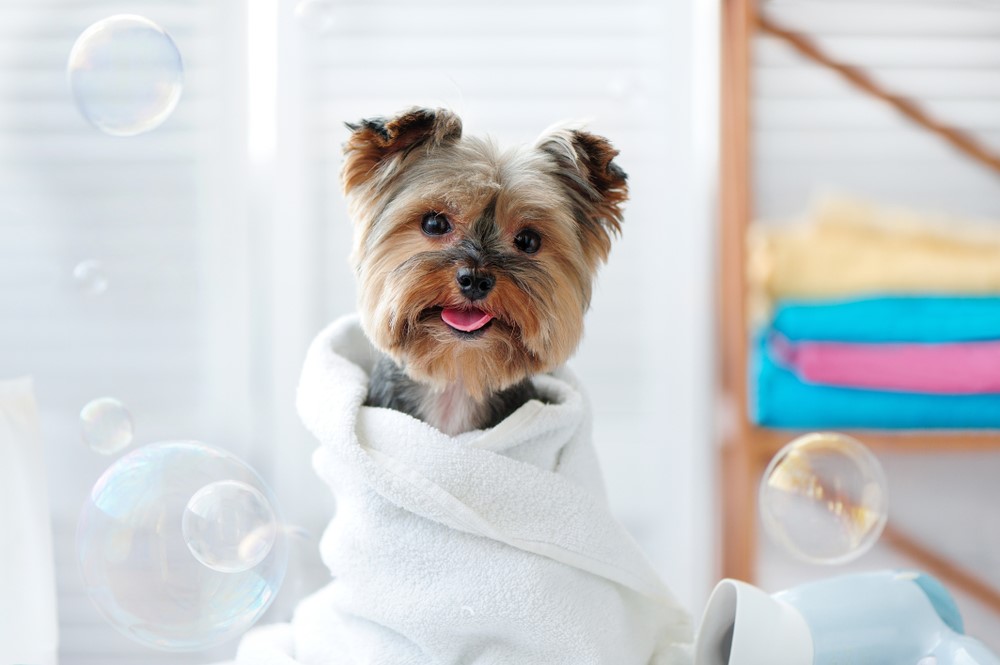 9 Benefits of Mobile Pet Grooming