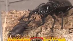 Japanese Bug Fights: Manticora Tiger Beetle vs. Little Stag Beetle (S02E27)