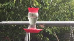 Hummingbird - Recorded on August 6, 2022, at 3:08PM MT