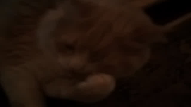 MshMsh my cat