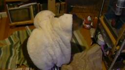 Dobby and his white rabbit rug