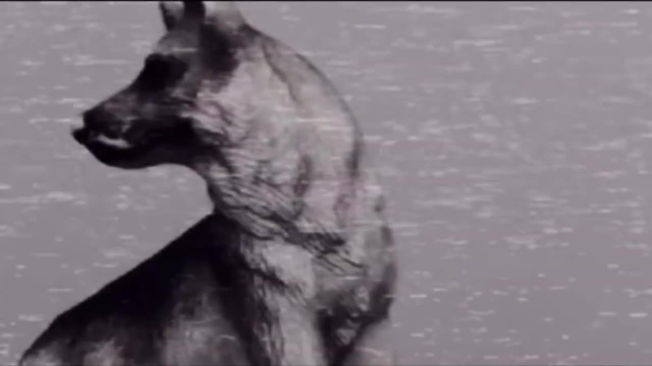 Archived coywolf Schleich MV