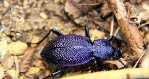 Crimean ground beetle.