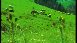 Suie Paparude - Iarba Verde De Acasa