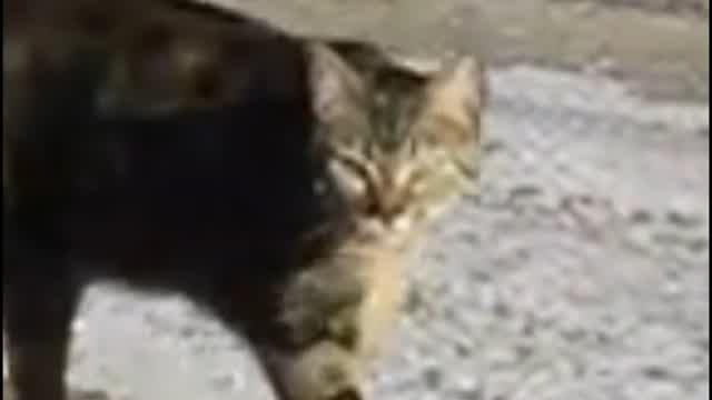 cat 0
