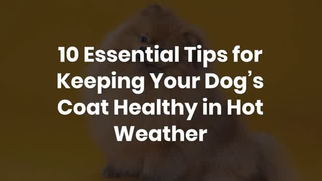 10 Essential Tips for Keeping Your Dog’s Coat Healthy in Hot Weather