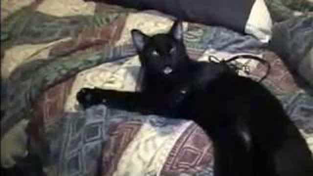 Talking Kitty Cat 1 -Wake up kitty!